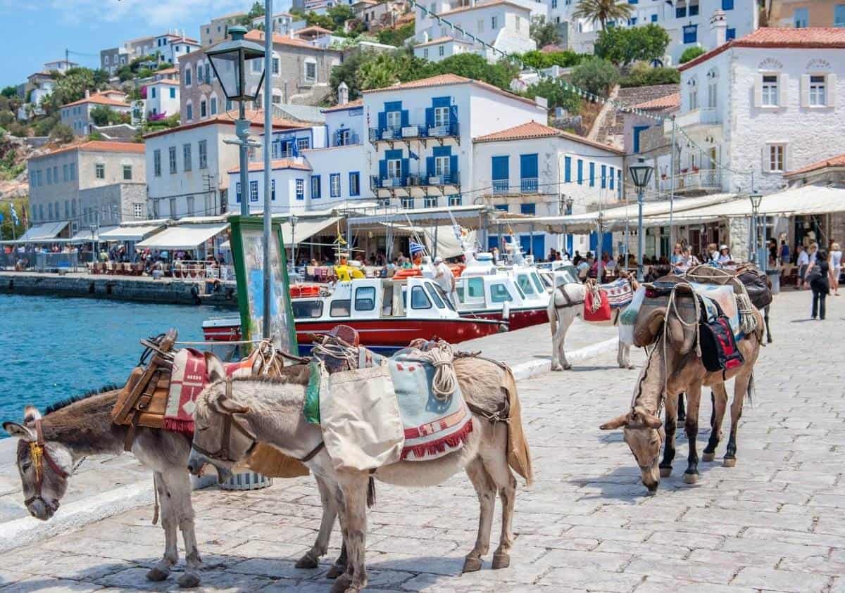 Donkeys on Hydra